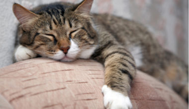 Erkek Kedilerde Kısırlaştırma Ne Zaman Yapılmalı?