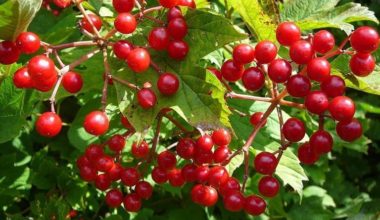 Gilaburu Nedir? Faydaları Nelerdir?