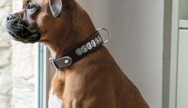 Havlama Tasması Nedir?