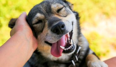 Köpekler Neden Havlar?