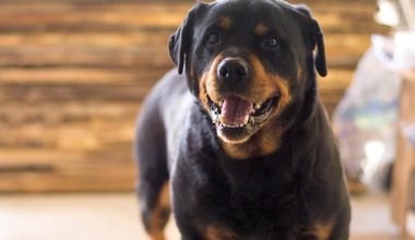 Köpek Gençlik Hastalığı