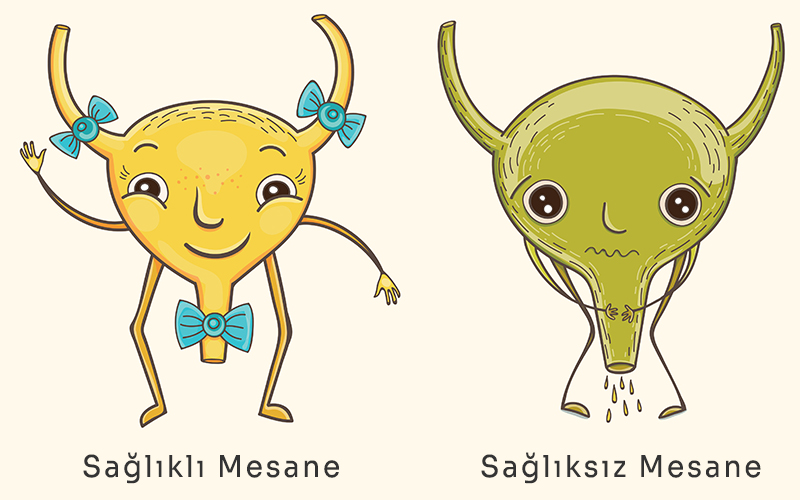 Sağlıklı ve Sağlıksız Mesane
