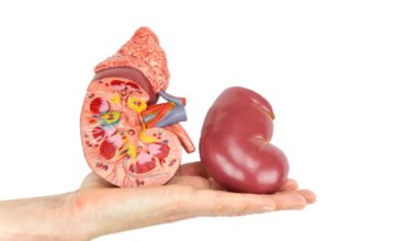 Böbrek Nakli Nedir?